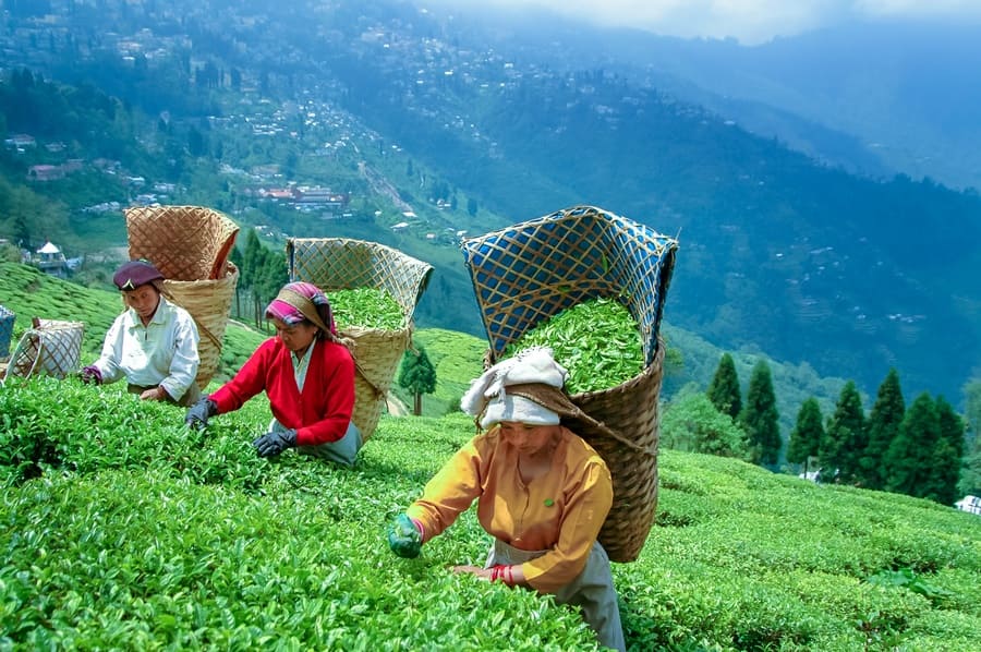 Darjeeling Queen of Hills himalayas best uttrakhand honeymoon