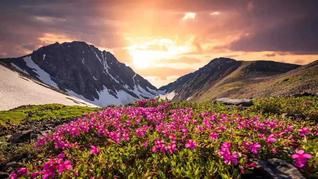 Valley of Flowers Trek in Uttarakhand, colorful flowers in Himalayas